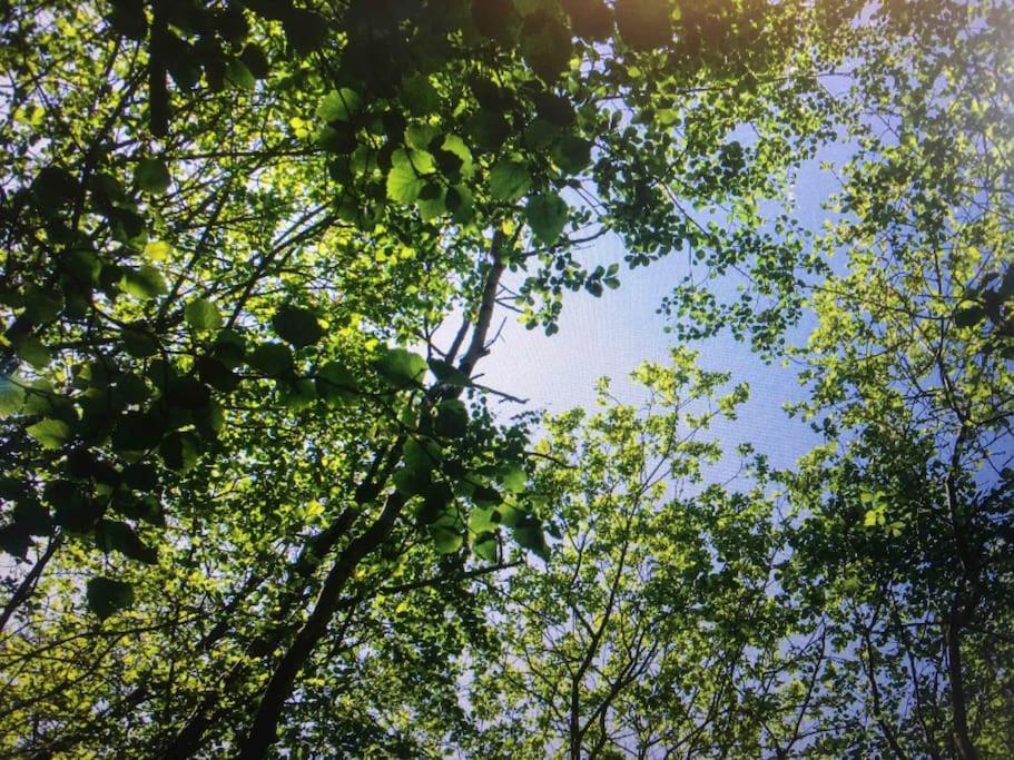 Cosy Woodland Romantic Retreat With Log Fires And Nature Sturry Eksteriør bilde